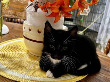 Sully or Sylvester/kk -  Tuxedo and Domestic Short Hair Cat for Adoption in White Bluff, Tennessee - Sully Or Sylvester/kk | PetCurious