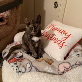 Rescue Domestic Short Hair Cats for Adoption in Harrisonburg, Virginia - Nutella | PetCurious