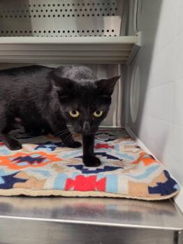 Riley -  Domestic Short Hair Cat for Adoption in Athens, Tennessee - Riley | PetCurious