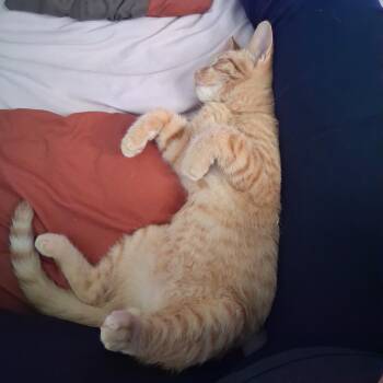 Atlantic -  Domestic Short Hair Cat for Adoption in Richmond, Virginia - Atlantic | PetCurious