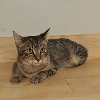 Rescue Domestic Short Hair Cats for Adoption in Minnetonka, Minnesota - Benny C66651 | PetCurious