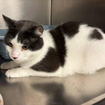 Leon -  Domestic Short Hair Cat for Adoption in Braintree, Massachusetts - Leon | PetCurious