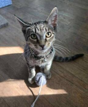 Rescue Tabby Cats for Adoption in Okemah, Oklahoma - Tango | PetCurious