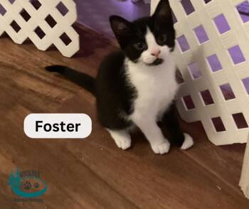 Rescue Domestic Short Hair Cats for Adoption in Huntsville, Ontario - Foster! | PetCurious