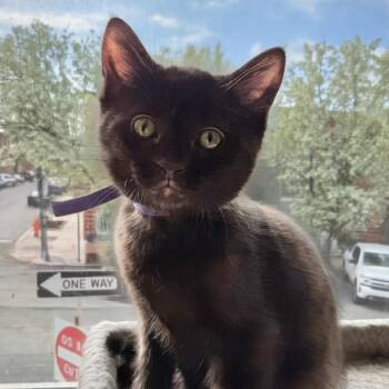 Caddie -  Domestic Short Hair Cat Available for Adoption in Reisterstown, Maryland - Caddie | PetCurious