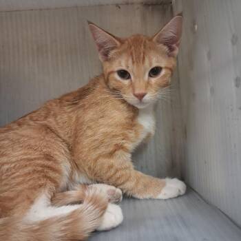 Waffel -  Domestic Short Hair Cat for Adoption in Pauls Valley, Oklahoma - Waffel | PetCurious