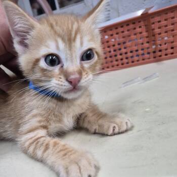 Rescue Domestic Short Hair Cats for Adoption in Ardmore, Oklahoma - Berry | PetCurious