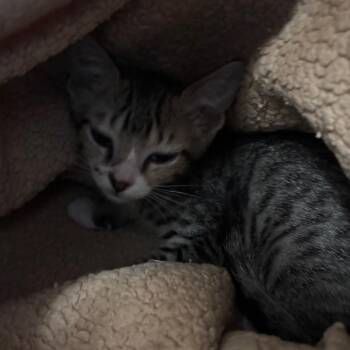 Osprey -  Domestic Short Hair Cat for Adoption in Lakeland, Florida - Osprey | PetCurious