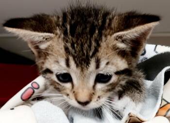 Rescue Domestic Short Hair Cats for Adoption in Bulverde, Texas - Chance | PetCurious