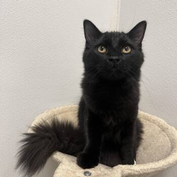 Rescue Domestic Medium Hair Cats for Adoption in Frankenmuth, Michigan - Elmo | PetCurious