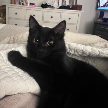 Midnight -  Domestic Medium Hair Cat for Adoption in Gladstone, Oregon - Midnight | PetCurious