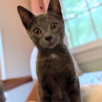 Gilbert -  Domestic Short Hair Cat for Adoption in Chattanooga, Tennessee - Gilbert | PetCurious
