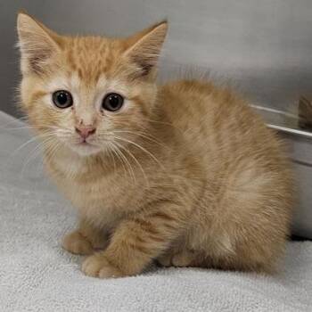 Wobbles -  Domestic Short Hair Cat for Adoption in Schenectady, New York - Wobbles | PetCurious