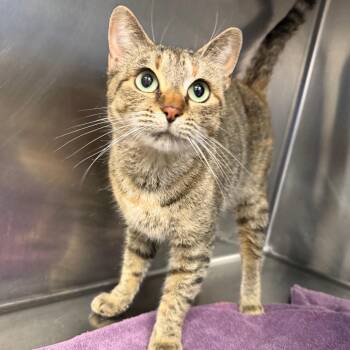 Domestic Short Hair Cats Available for Adoption in Martinsville, Virginia - Chaos Queen | PetCurious
