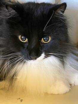 Domestic Long Hair Cats Available for Adoption - Klaus | PetCurious