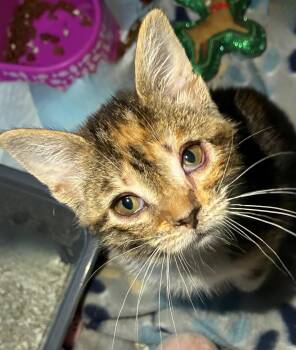 Hope -  Domestic Short Hair Cat for Adoption in Columbia, Maryland - Hope | PetCurious
