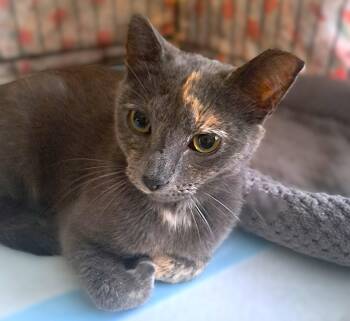 Tortoiseshell Cats Available for Adoption in Fort Myers, Florida - Star | PetCurious