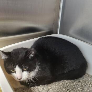 Domestic Short Hair Cats Available for Adoption - Dino | PetCurious