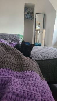 Garlic Powder -  Domestic Short Hair Cat for Adoption in Cambridge, Ontario - Garlic Powder | PetCurious