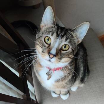 Milo C11782 -  Domestic Short Hair Cat for Adoption - Milo C11782 | PetCurious