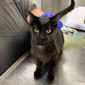 Black Cat -  Domestic Short Hair Cat for Adoption in Las Cruces, New Mexico - Black Cat | PetCurious
