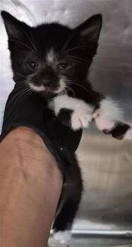 61487795 -  Domestic Short Hair Cat for Adoption in El Paso, Texas - 61487795 | PetCurious
