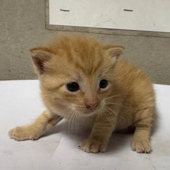 Domestic Short Hair Cats Available for Adoption in Yuma, Arizona - Sansa | PetCurious