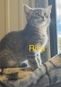Rescue Domestic Short Hair Cats for Adoption in Saint Francisville, Louisiana - Riva | PetCurious