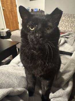 Ulysses  **Courtesy Post** -  Domestic Short Hair Cat Available for Adoption in Dublin, Ohio - Ulysses  **Courtesy Post** | PetCurious