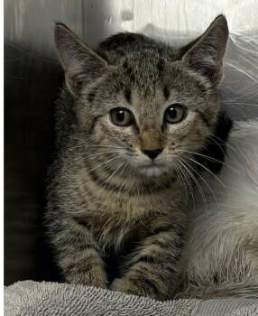 Grasshopper -  Domestic Short Hair Cat for Adoption in Burgaw, North Carolina - Grasshopper | PetCurious