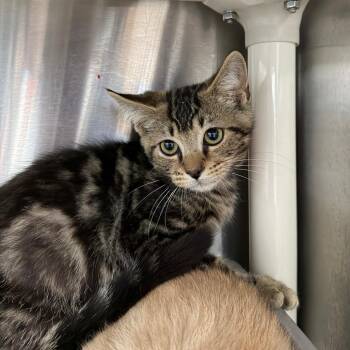Dublin -  Domestic Short Hair Cat for Adoption in Spanish Fork, Utah - Dublin | PetCurious