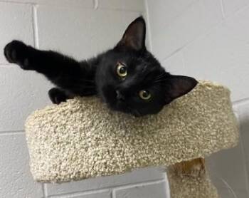 Rescue Domestic Short Hair Cats for Adoption in Allegan, Michigan - Harmony | PetCurious