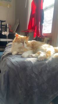 Domestic Long Hair Cats Available for Adoption in Minneapolis, Minnesota - Marigold | PetCurious
