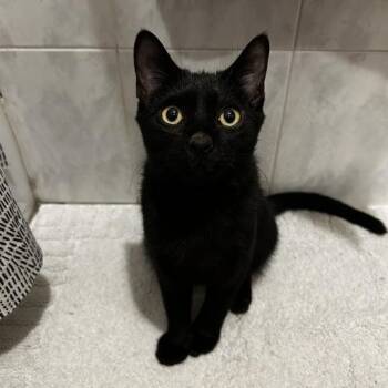 American Shorthair Cats Available for Adoption - Playful Pascal | PetCurious