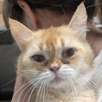 Duncan -  Scottish Fold Cat for Adoption in Calverton, New York - Duncan | PetCurious