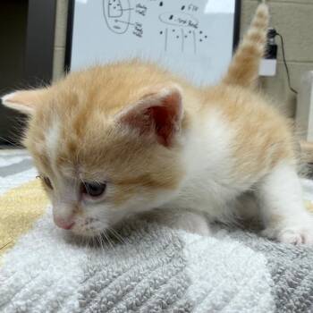 Bruce-Lee -  Domestic Long Hair and Domestic Medium Hair Cat Available for Adoption in Madisonville, Kentucky - Bruce-Lee | PetCurious