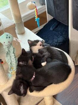 Domestic Short Hair Cats Available for Adoption - Onyx | PetCurious
