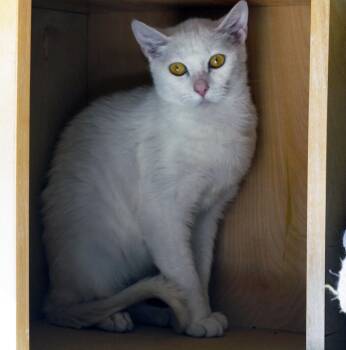 Domestic Short Hair Cats Available for Adoption - OATMEAL | PetCurious