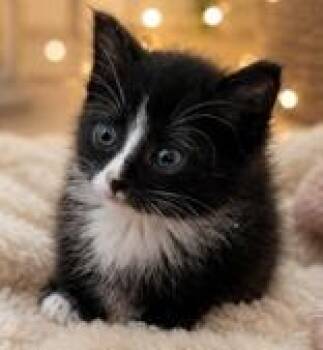 Neeva -  Domestic Short Hair Cat for Adoption in Portsmouth, Ohio - Neeva | PetCurious