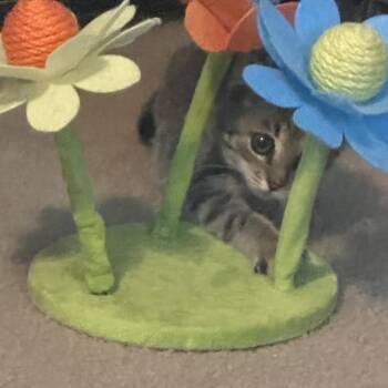 Moxie -  Domestic Short Hair Cat for Adoption in Columbia, Missouri - Moxie | PetCurious