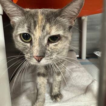 Cinema -  Domestic Short Hair Cat for Adoption in Salt Lake City, Utah - Cinema | PetCurious
