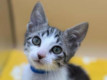 Kyler -  Domestic Short Hair Cat for Adoption in Portland, Oregon - Kyler | PetCurious