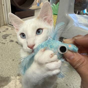Pineapple -  Siamese Cat for Adoption in Newport Beach, California - Pineapple | PetCurious