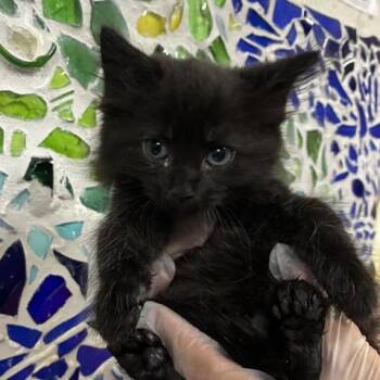 VITALI -  Domestic Medium Hair Cat for Adoption in Pensacola, Florida - VITALI | PetCurious