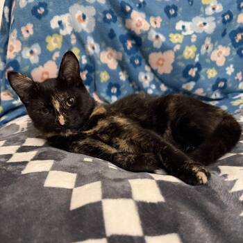 Ella -  Tortoiseshell Cat for Adoption in Beach Park, Illinois - Ella | PetCurious