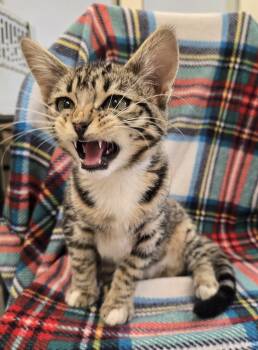 Tabby Cats Available for Adoption in Dickson, Tennessee - Clementine | PetCurious