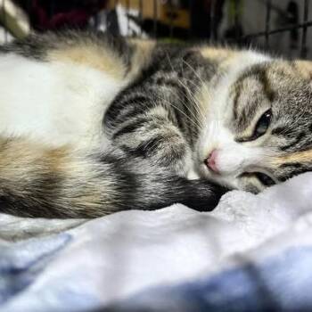 Binx -  Domestic Short Hair Cat for Adoption in Newborn, Georgia - Binx | PetCurious