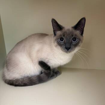 Rescue Domestic Short Hair and Siamese Cats for Adoption in Port Richey, Florida - Stormy | PetCurious