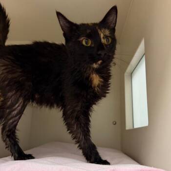 Oolong -  Domestic Short Hair Cat for Adoption in Fairport, New York - Oolong | PetCurious