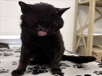 Domestic Short Hair Cats Available for Adoption - MIL | PetCurious